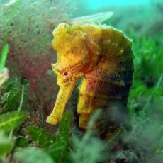 MARTINIQUE / France - Les photos de l'expédition Madibenthos