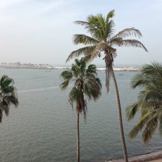 Depuis la terrasse du CRDS, le fleuve Sénégal... © Arnaud Galy - Agora francophone internationale 