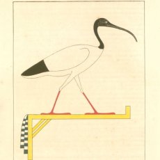 Ibis