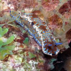 Ph : Yan Buske - MNHN / Madibenthos