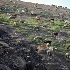 La terre végétale, qui recouvre l'ancien site, commence à attirer les (...) © Fadwa Al Nasser 
