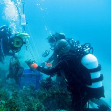 Ph : Yan Buske - MNHN / Madibenthos - 5