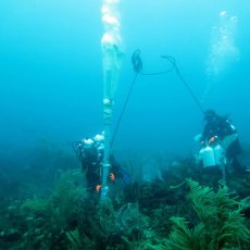 Ph : Yan Buske - MNHN / Madibenthos - 4