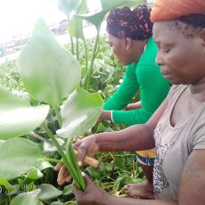 Les femmes de Togble Tognon font la cueillette de la jacinthe (...) © Falilatou Titi 