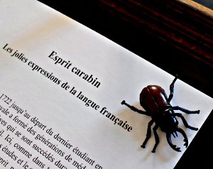 Esprit carabin et scarabée... - © Arnaud Galy
