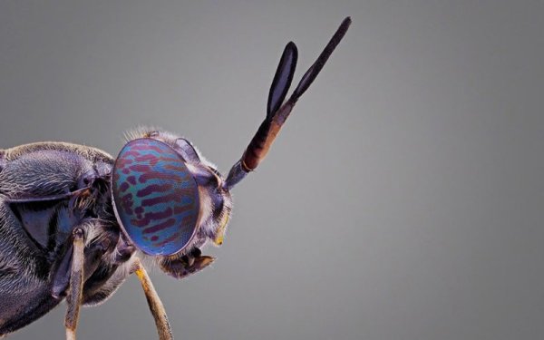 La mouche soldat noire - © Site internet Nasekomo